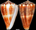 Conus gladiator Broderip, 1833