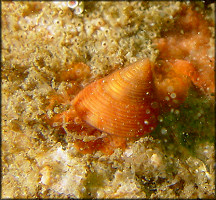 Calliostoma gloriosum Dall, 1871 Glorious Topsnail