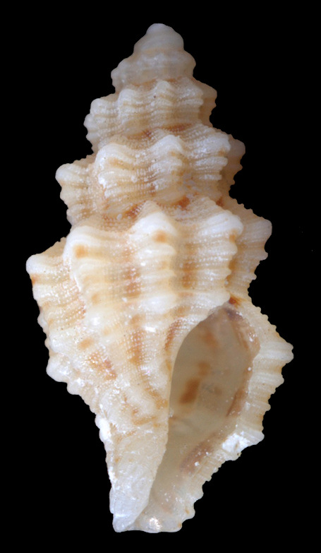 Glyphoturris rugirima (Dall, 1889) Immature Specimen