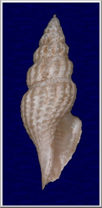 Glyphostoma epicasta Bartsch, 1934