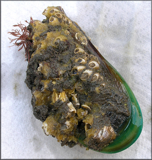 Perna viridis (Linnaeus, 1758) Asian Green Mussel