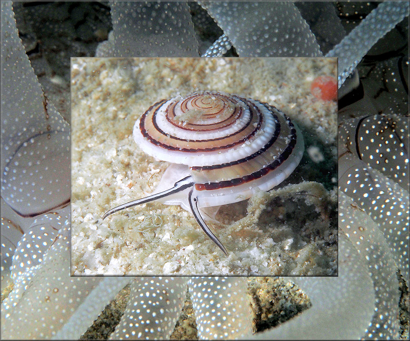 Architectonica perspectiva (Linnaeus, 1758) Juvenile