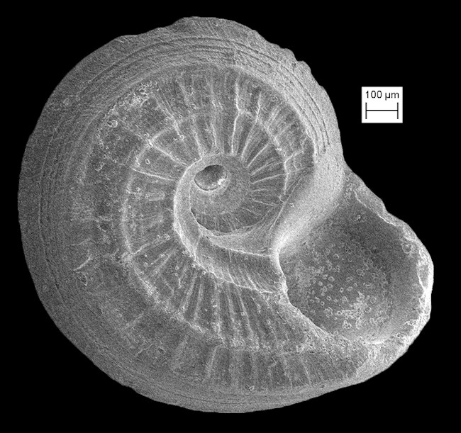 Cyclostremiscus fargoi Pilsbry, 1953