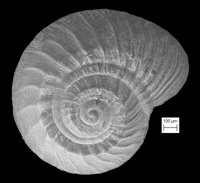 Cyclostremiscus fargoi Pilsbry, 1953