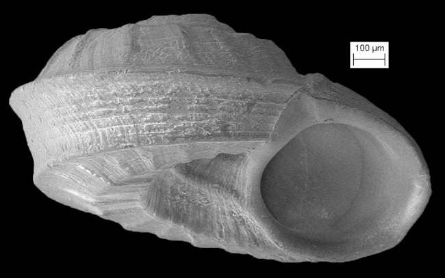 Cyclostremiscus fargoi Pilsbry, 1953