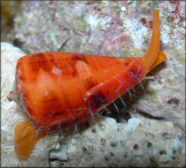 Conus arangoi Sarasa, 1977