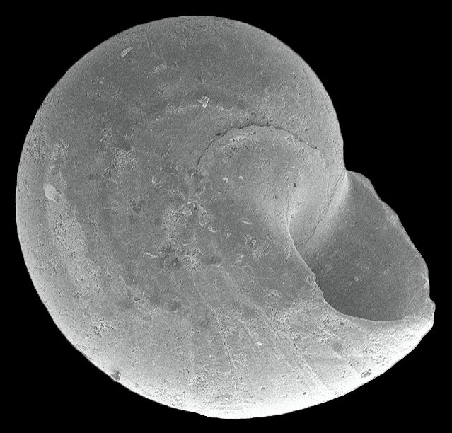 Teinostoma goniogyrus Pilsbry and McGinty, 1945 Angle-whorled Vitrinella