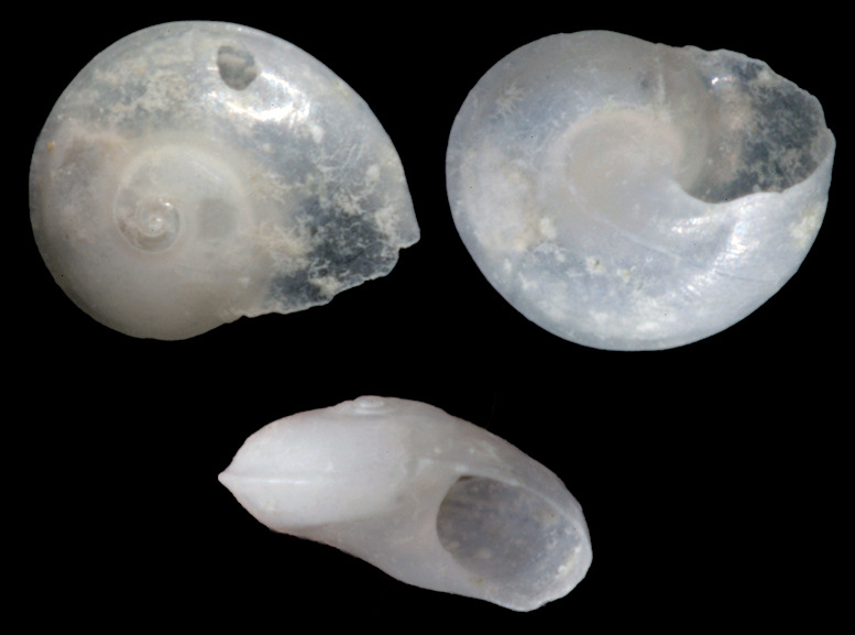 Teinostoma goniogyrus Pilsbry and McGinty, 1945 Angle-whorled Vitrinella