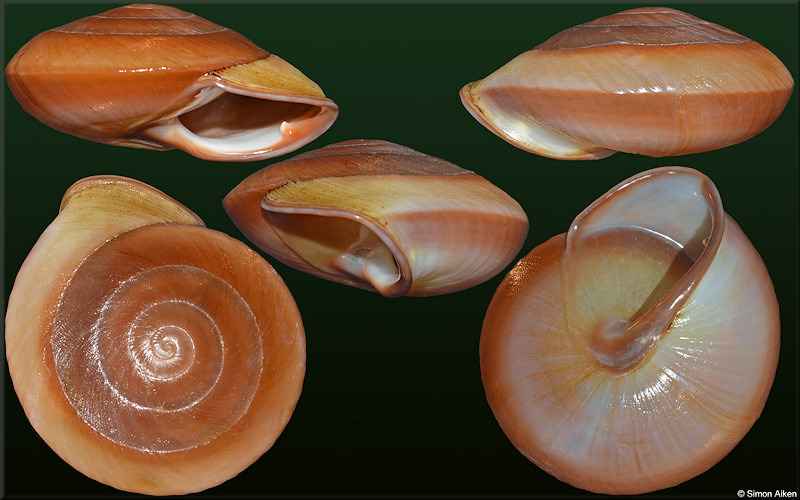 Pleurodonte goniasmos (Pilsbry, 1889)