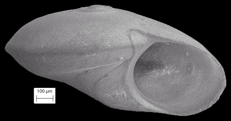 Teinostoma goniogyrus Pilsbry and McGinty, 1945 Angle-whorled Vitrinella