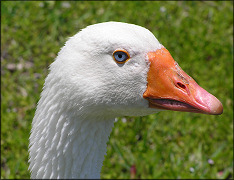Embden Goose [Anser sp.]