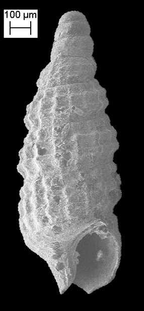 Cerithiopsis sp. cf. C. gordaensis Roln and Fernndez-Garcs, 2010