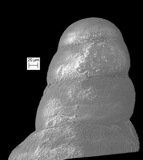 Cerithiopsis sp. cf. C. gordaensis Roln and Fernndez-Garcs, 2010