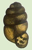Vertigo gouldii (A. Binney, 1843) (1.85 mm.) 
