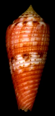 Conus granulatus Linnaeus, 1758 Glory-of-the-Atlantic Cone