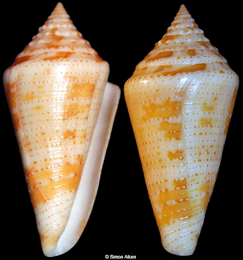 Conus granarius Kiener, 1847