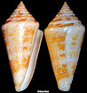 Conus granarius Kiener, 1847