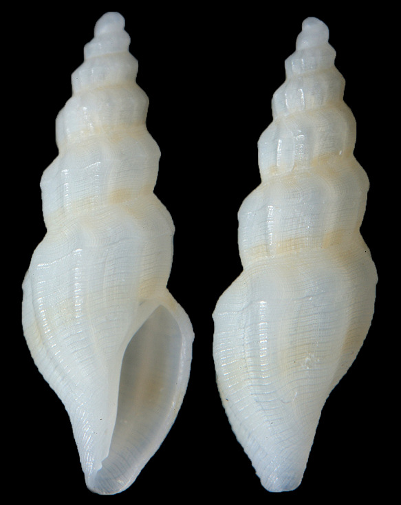 Granoturris sp. A of Redfern (2013: 210; sp. 584)