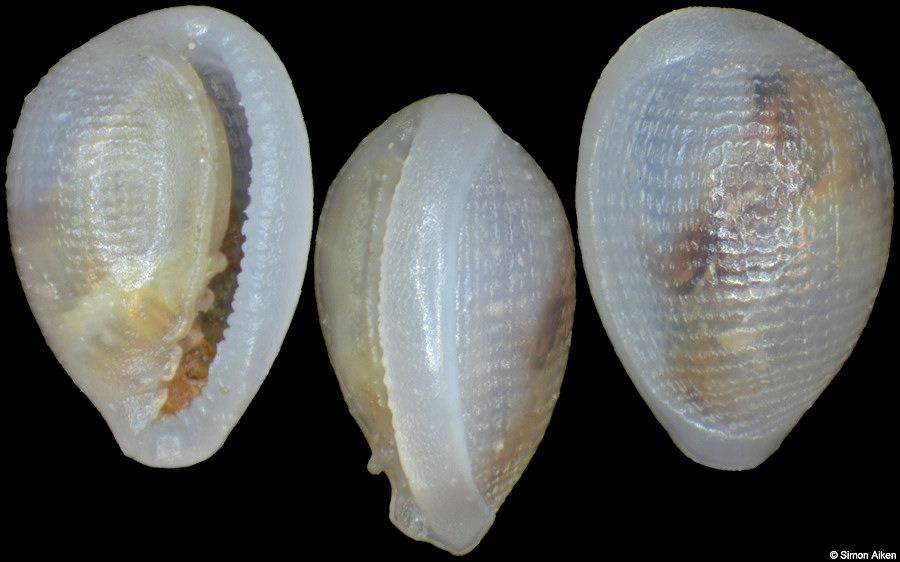 Granulina philpoppei Cossignani, 2006