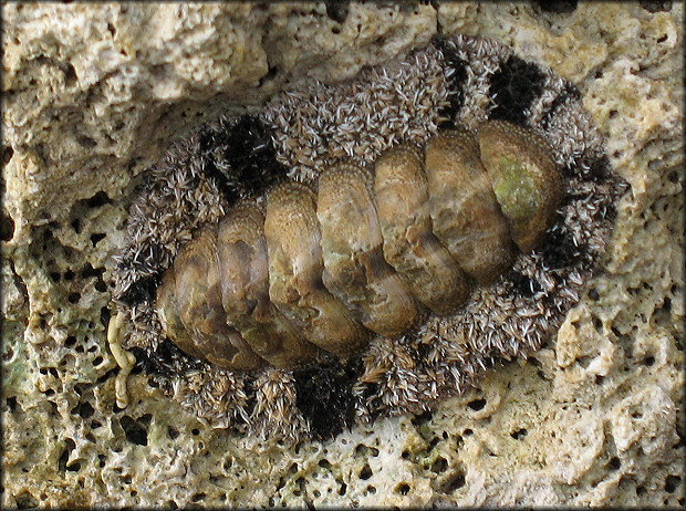 Acanthopleura granulata (Gmelin, 1791) West Indian Fuzzy Chiton