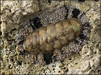 Acanthopleura granulata (Gmelin, 1791) West Indian Fuzzy Chiton