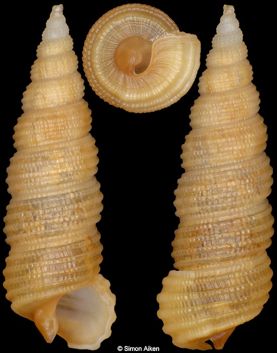 Granulopsis thelcterium (Tomlin, 1929)