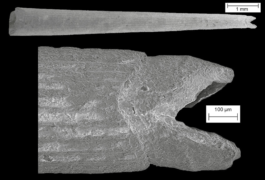 Graptacme species Fossil Juvenile Specimen