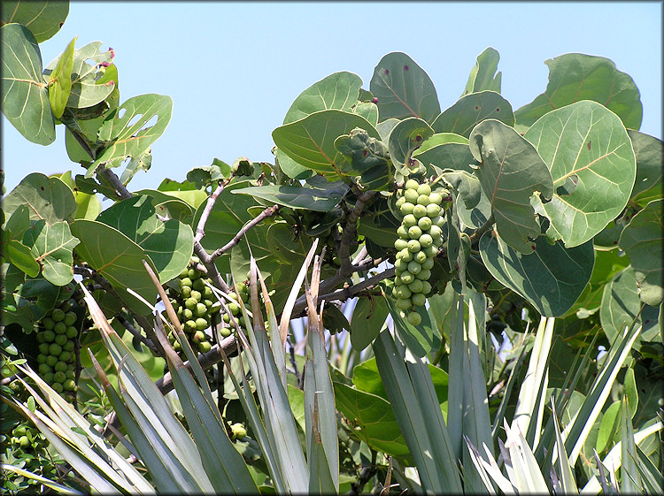 Coccoloba uvifera Seagrape