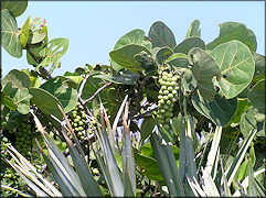 Coccoloba uvifera Seagrape