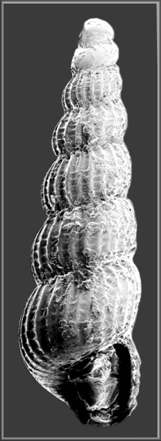 Graphis menkhorsti De Jong and Coomans, 1988 Menkhorst's Aclis