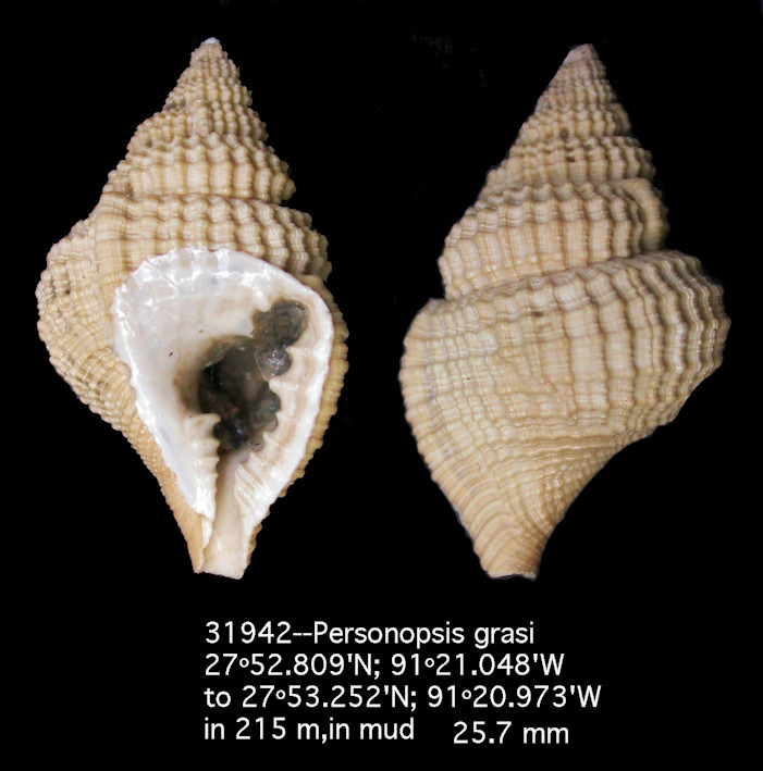 Personopsis grasi (Bellardi in d'Ancona, 1873)