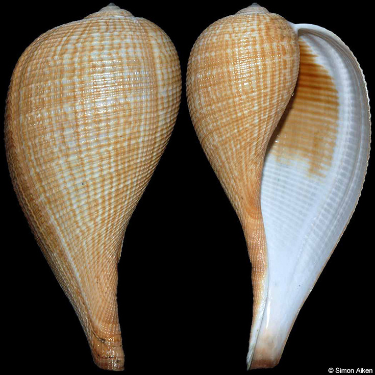 Ficus gracilis (G. B. Sowerby I, 1825)