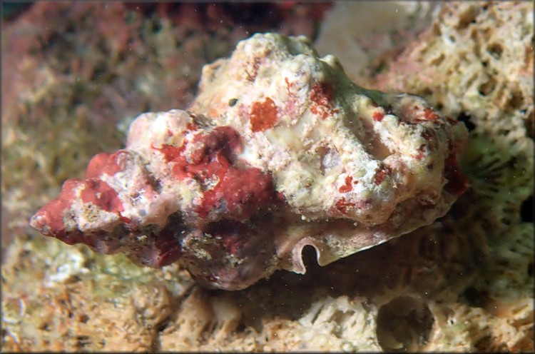 Lampasopsis thomae (d'Orbigny, 1847) St. Thomas Frogsnail