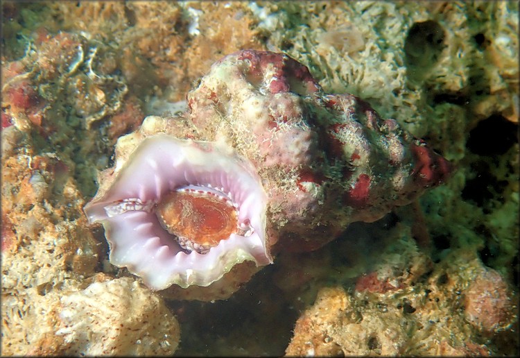 Lampasopsis thomae (d'Orbigny, 1847) St. Thomas Frogsnail