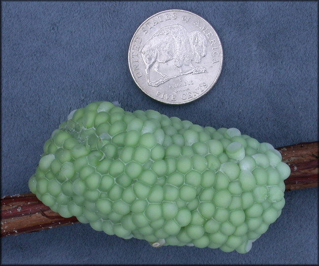 Pomacea haustrum (Reeve, 1856) Titan Applesnail Egg Clutch