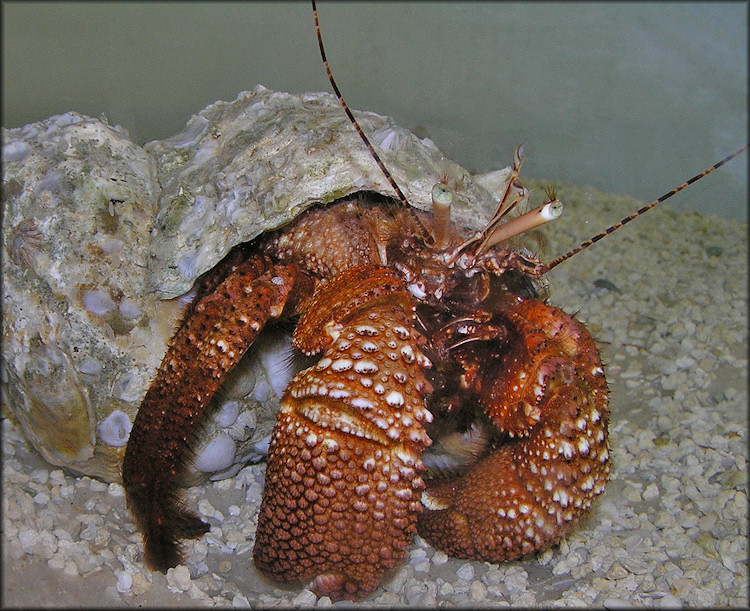 Petrochirus diogenes Giant Hermit Crab