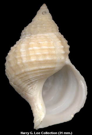 Pisanianura grimaldii (Dautzenberg, 1889)