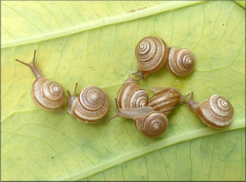 Praticolella griseola (L. Pfeiffer, 1841) Vagrant Scrubsnail