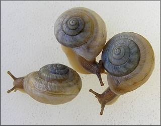 Praticolella mexicana K. Perez, 2011 "Peripatetic Scrubsnail"