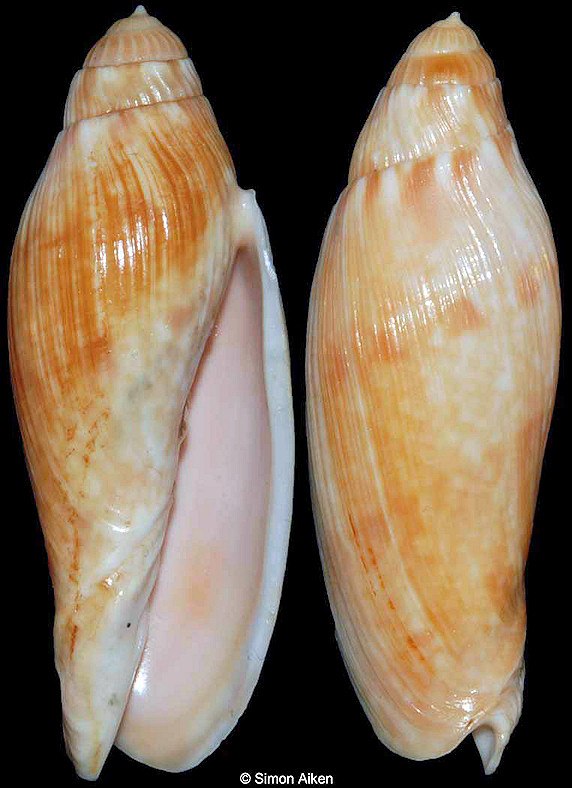 Volutoconus multiformis Bail and Limpus, 2013