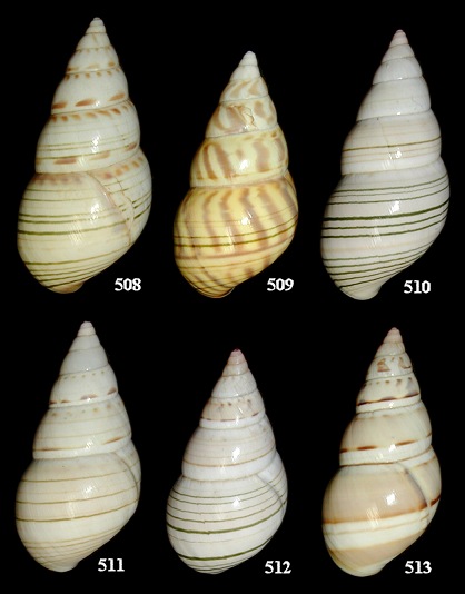 Liguus fasciatus Introduction Experiment (Group "A")