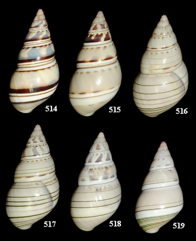 Liguus fasciatus Introduction Experiment (Group "B")