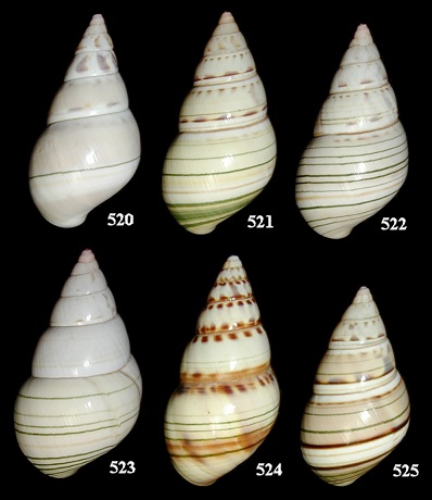 Liguus fasciatus Introduction Experiment (Group "C")