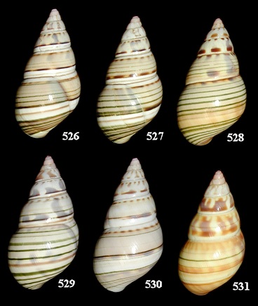 Liguus fasciatus Introduction Experiment (Group "D")