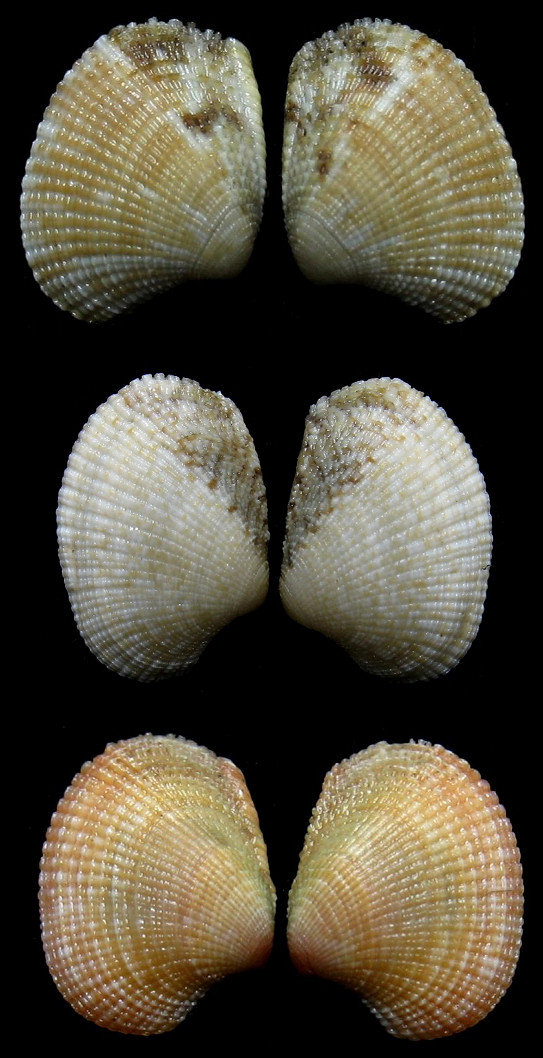 Chioneryx grus (Holmes, 1858) Gray Pygmy-venus