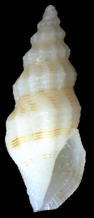 Granoturris presleyi Lyons, 1972