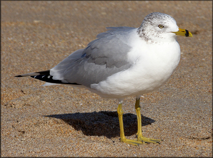 Larus delawarensis Ring-billed Gull