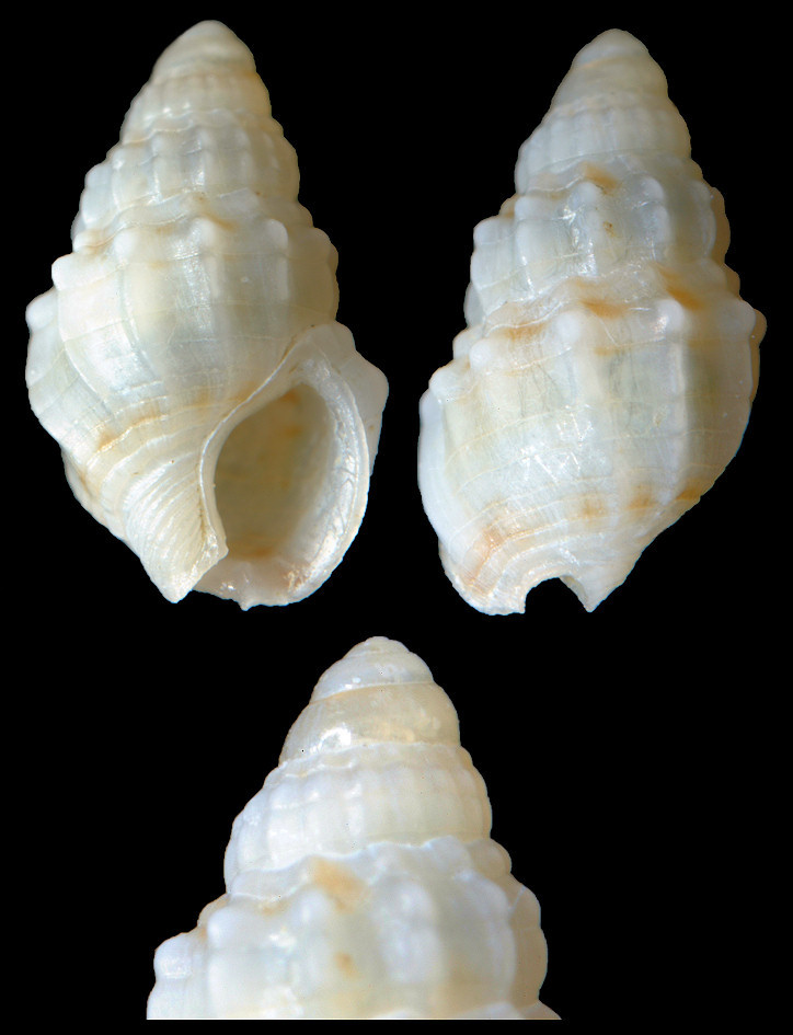 Nassarius species cf. N. limacinus (Dall, 1917)