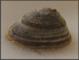 Tectura testudinalis (Mller, 1776) Plant Limpet