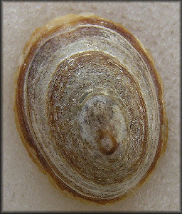 Tectura testudinalis (Mller, 1776) Plant Limpet